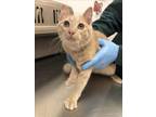 Adopt GELATO a Domestic Short Hair