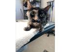 Adopt FLORENCE NIGHTINGALE a Domestic Short Hair