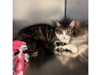 Adopt Gracie a Domestic Medium Hair