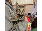 Adopt Whitney a Domestic Short Hair