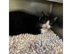 Adopt Vickie a Domestic Short Hair