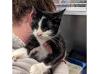 Adopt Tootie a Domestic Short Hair