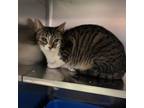 Adopt Trixie a Domestic Short Hair