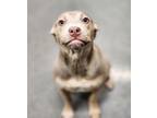 Adopt Pinky a Pit Bull Terrier