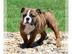 Bulldog PUPPY FOR SALE ADN-770341 - Beautiful Healthy AKC English Bulldog