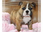 Bulldog PUPPY FOR SALE ADN-770341 - Beautiful Healthy AKC English Bulldog