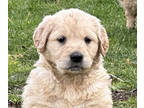 Golden Retriever PUPPY FOR SALE ADN-770309 - Golden retriever puppies