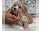Poodle (Toy) PUPPY FOR SALE ADN-770294 - Toy Poodle Male