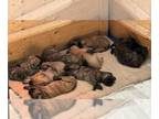 Mastiff PUPPY FOR SALE ADN-770265 - English Mastiff puppies