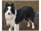 Border Collie PUPPY FOR SALE ADN-770219 - AKC Border Collies full panel DNA