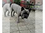 French Bulldog PUPPY FOR SALE ADN-770209 - 9 month old blue brindle boy