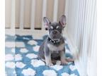 French Bulldog PUPPY FOR SALE ADN-770168 - Maggie