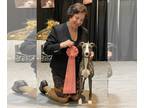 Whippet PUPPY FOR SALE ADN-770173 - Champion Parents Show and Pet Brindle