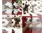 French Bulldog PUPPY FOR SALE ADN-770171 - Littler of 4 females