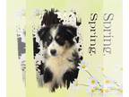 Australian Shepherd PUPPY FOR SALE ADN-770046 - Jo Jo pups