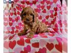 Cavapoo PUPPY FOR SALE ADN-770028 - Sweet Cavapoo puppy