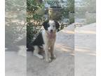 Border Collie PUPPY FOR SALE ADN-770016 - ABCA Border Collie Puppies