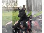 German Shepherd Dog PUPPY FOR SALE ADN-769948 - German Shepherd AKC FEMALE KATIE