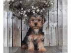 Yorkshire Terrier PUPPY FOR SALE ADN-769938 - Rocky