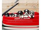 Bernedoodle (Miniature) PUPPY FOR SALE ADN-769924 - Mini Bernedoodle puppies