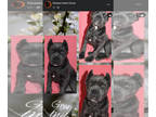 Cane Corso PUPPY FOR SALE ADN-769922 - Blue Male