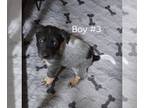 Australian Cattle Dog PUPPY FOR SALE ADN-769905 - Blue Heeler Puppies