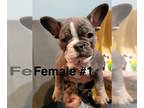 French Bulldog PUPPY FOR SALE ADN-769899 - Akc Blue and tan Merle litter