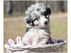 Miniature Australian Shepherd PUPPY FOR SALE ADN-770321 - Miniature Australin