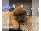 Chow Chow PUPPY FOR SALE ADN-770317 - Male Chow Chow