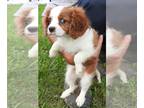 Cavalier King Charles Spaniel PUPPY FOR SALE ADN-770217 - Cavalier King Charles