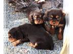 Cavalier King Charles Spaniel PUPPY FOR SALE ADN-770210 - Cavalier King Charles