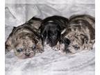 French Bulldog PUPPY FOR SALE ADN-770177 - AKC French Bulldog Puppies