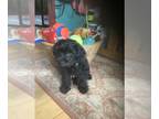 YorkiePoo PUPPY FOR SALE ADN-770169 - Yorkipoo Puppy Black