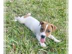 Jack Russell Terrier PUPPY FOR SALE ADN-770080 - Jack Russell Terrier puppy for