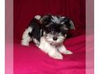 Yorkshire Terrier PUPPY FOR SALE ADN-770062 - Male Yorkie