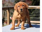 Labrador Retriever PUPPY FOR SALE ADN-770055 - Remi