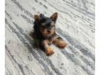 Yorkshire Terrier PUPPY FOR SALE ADN-770039 - Pug puppies ready now