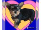 Yorkshire Terrier PUPPY FOR SALE ADN-770039 - Yorkshire terrier puppies ready
