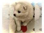 American Eskimo Dog PUPPY FOR SALE ADN-769994 - GORGEOUS AKC PreRegistered