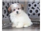 Zuchon PUPPY FOR SALE ADN-769970 - Tessa