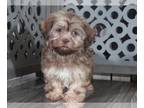 Zuchon PUPPY FOR SALE ADN-769965 - Zeta