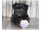 Shorkie Tzu PUPPY FOR SALE ADN-769956 - Tucker Handsome Shorkie