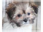 Havanese PUPPY FOR SALE ADN-769951 - Gunner