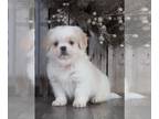 Cava-Tzu PUPPY FOR SALE ADN-769942 - Ozzy