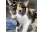 Adopt Mazie a Domestic Short Hair