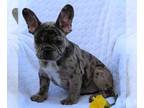 French Bulldog PUPPY FOR SALE ADN-769878 - China Girl Fluffy Carrier