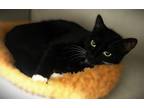 Adopt Tweety a Domestic Short Hair