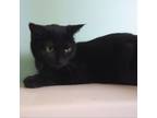 Adopt Lydia a Domestic Short Hair