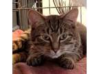 Adopt Trout a Domestic Short Hair