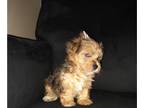 Yorkshire Terrier PUPPY FOR SALE ADN-770432 - Sable merle female